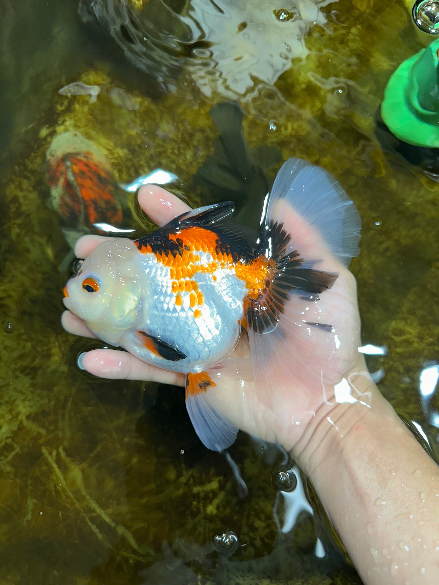 A Grade PUPPY Tricolor Oranda Female 6 inches #091925OR_10