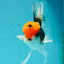 A Grade Red Head Tricolor Oranda Male 5.5 inches #112224OR_10