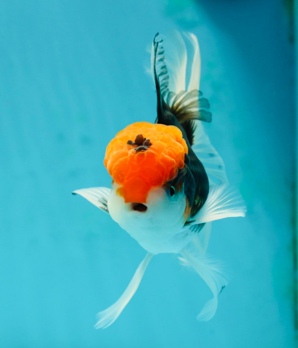 A Grade Red Head Tricolor Oranda Male 5.5 inches #112224OR_10