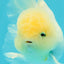 BEAUTY A Grade White Sakura Oranda Male 5.5 inches #050126OR_09