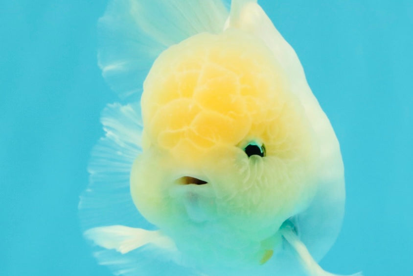 BEAUTY A Grade White Sakura Oranda Male 5.5 inches #050126OR_09
