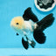 AAA Grade Panda Button Eyes Oranda Male 5 inches #0913OR_08