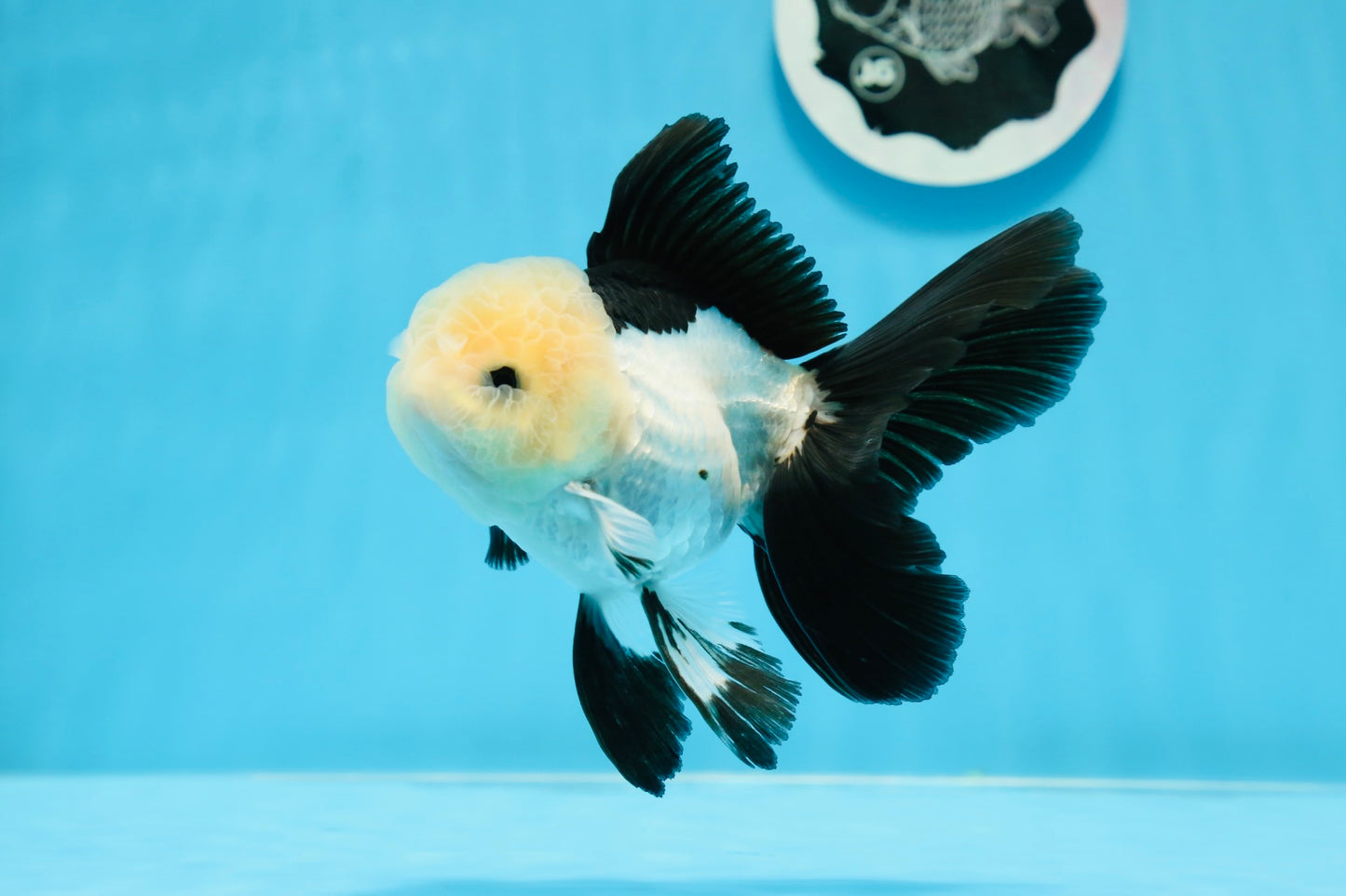 AAA Grade Panda Button Eyes Oranda Male 5 inches #0913OR_08