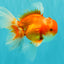 Red White Oranda Male 5.5-6 inches #082826OR_09