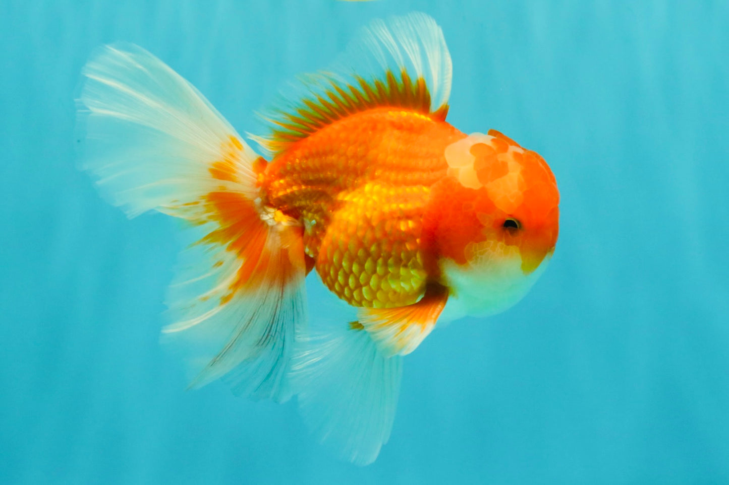 Red White Oranda Male 5.5-6 inches #082826OR_09