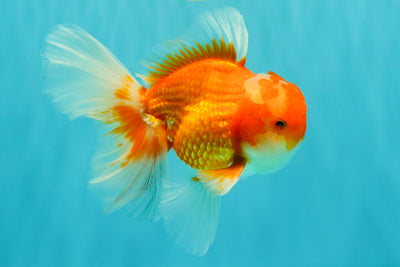 Red White Oranda Male 5.5-6 inches #082826OR_09