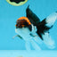 A Grade Color Pop Tricolor Oranda Male 4.5 inches #020725OR_25