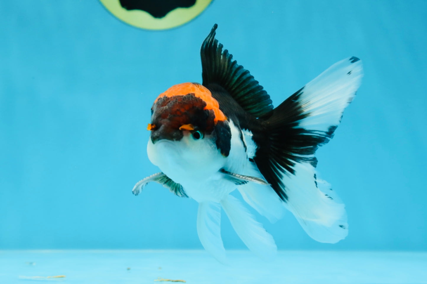 A Grade Color Pop Tricolor Oranda Male 4.5 inches #020725OR_25