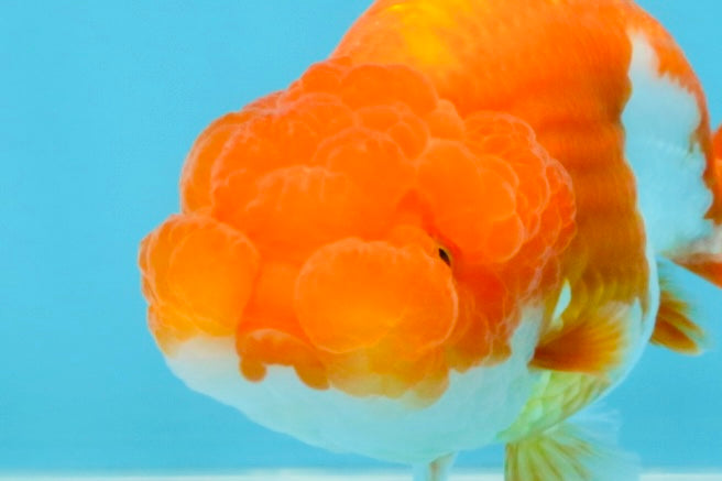 Red White Lionchu Female 4 inches #121925LC_02