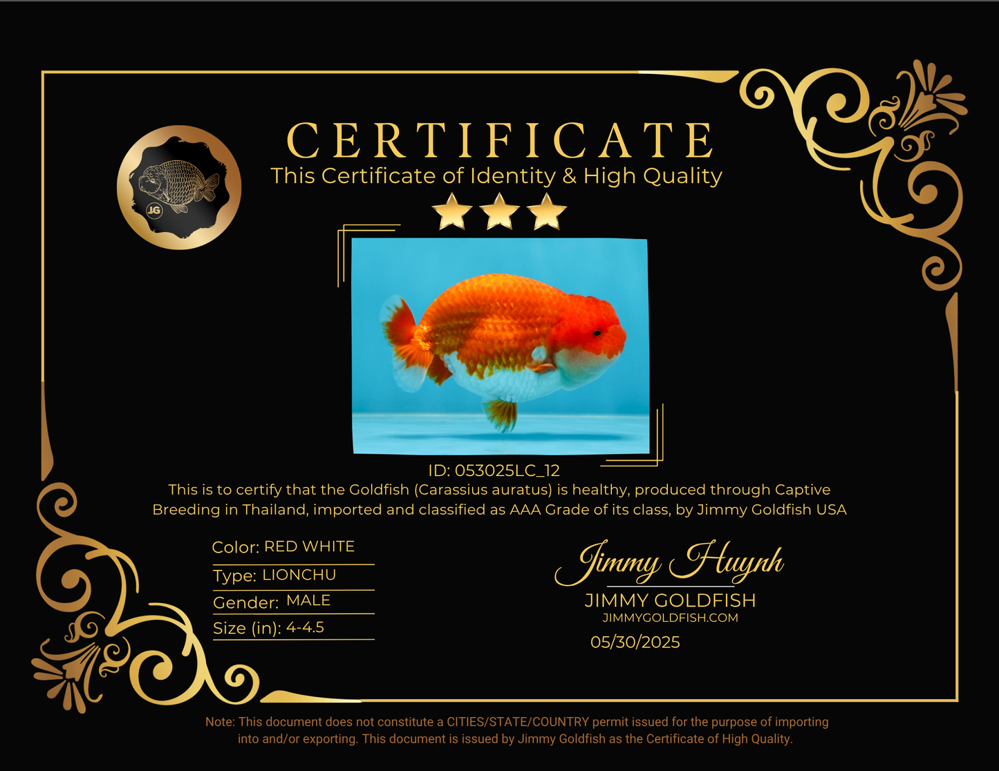 AAA Grade Red White LionKing 4-4.5  inches #053025LC_12