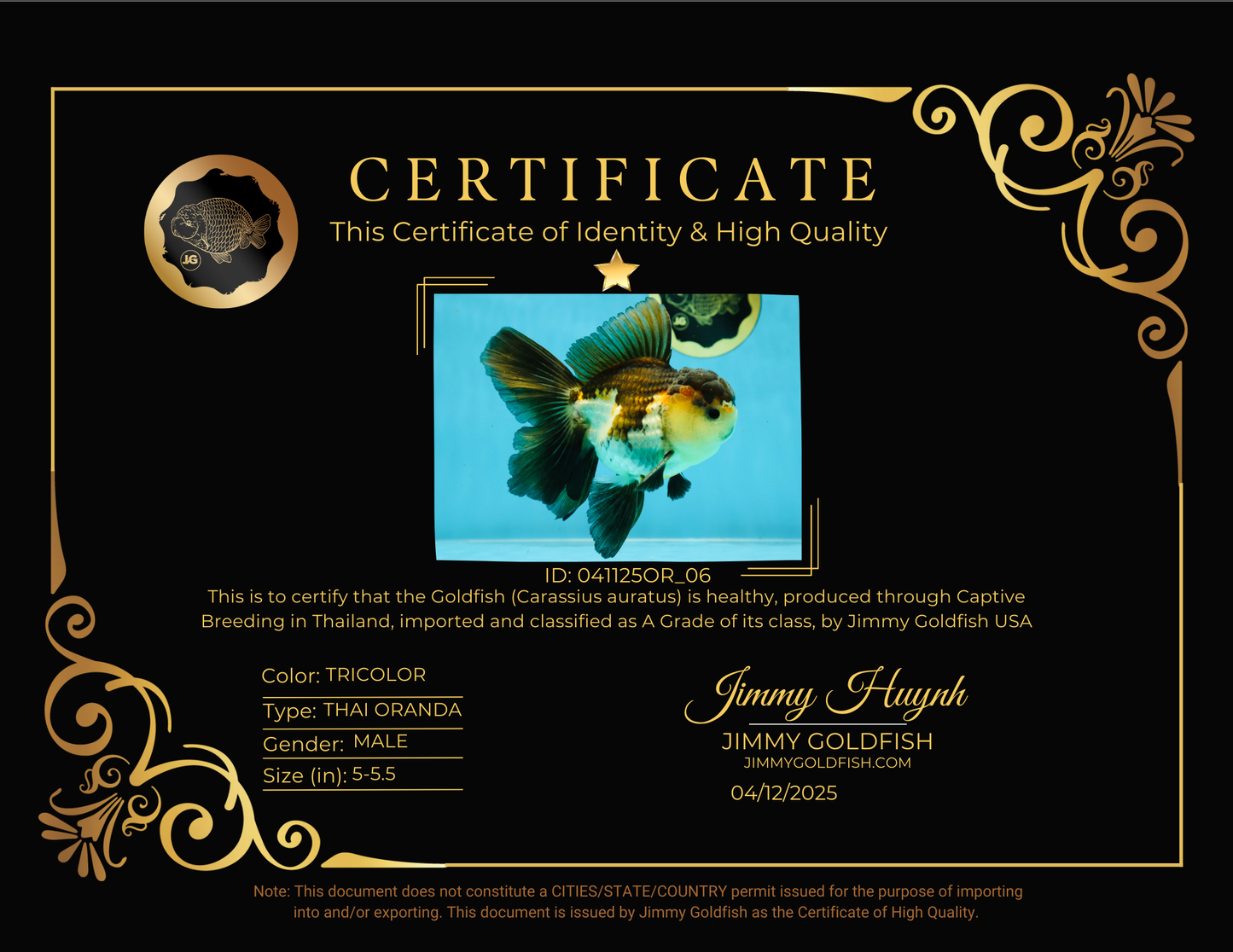 A Grade Tricolor Oranda Male 5-5.5 inches #041125OR_06