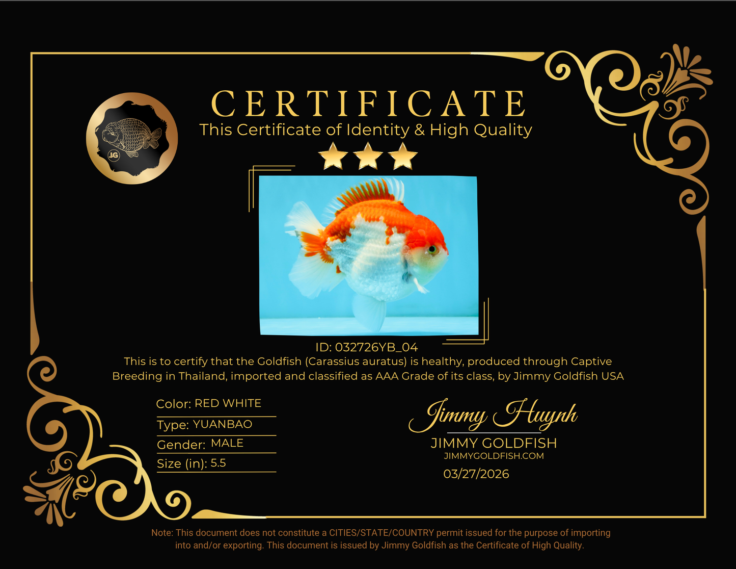 LITTLE BAO AAA Grade Red White Yuanbao Male 5.5 inches #032726YB_04