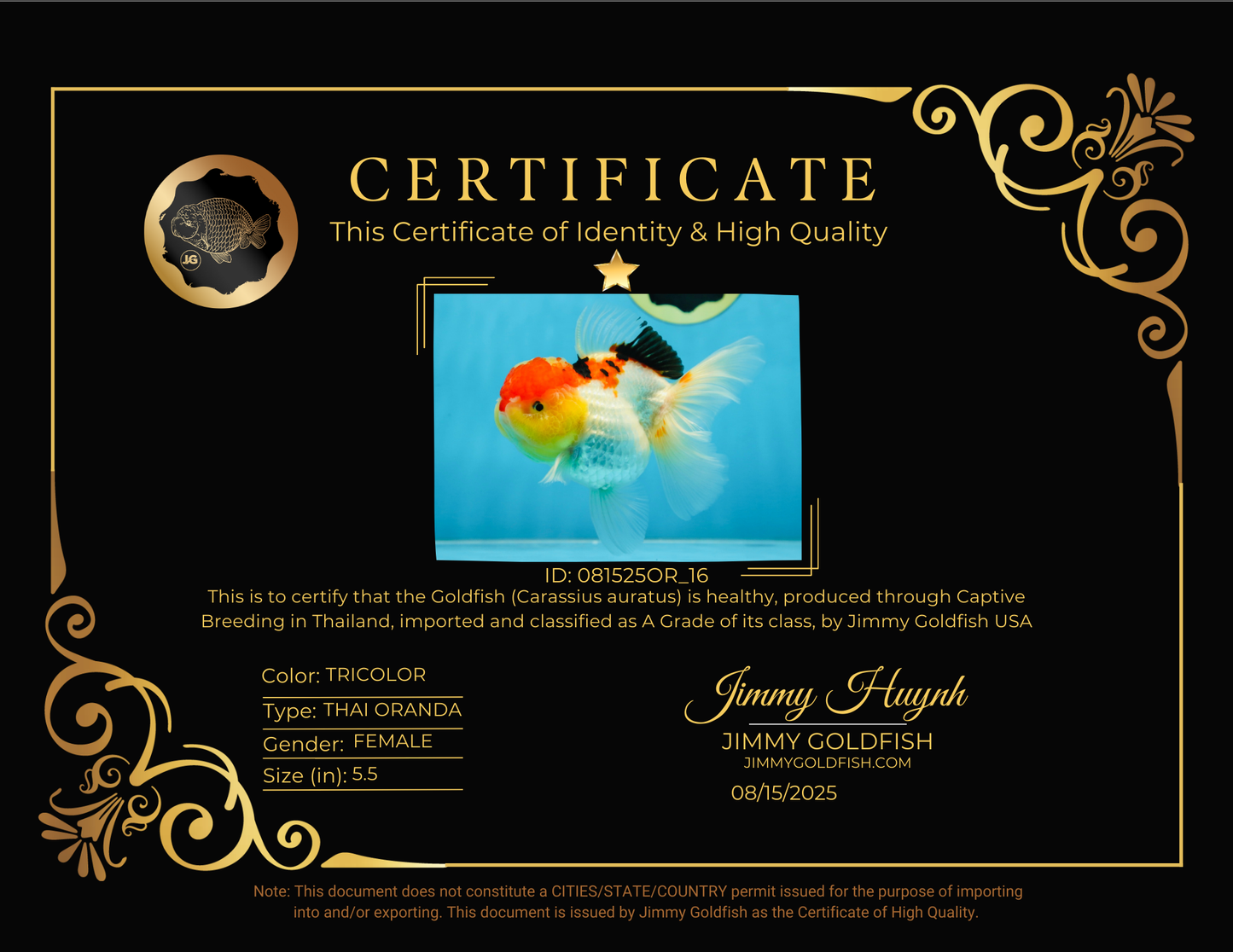 A Grade Chubby Cheeks Tricolor Oranda Female 5.5 inches #081525OR_16