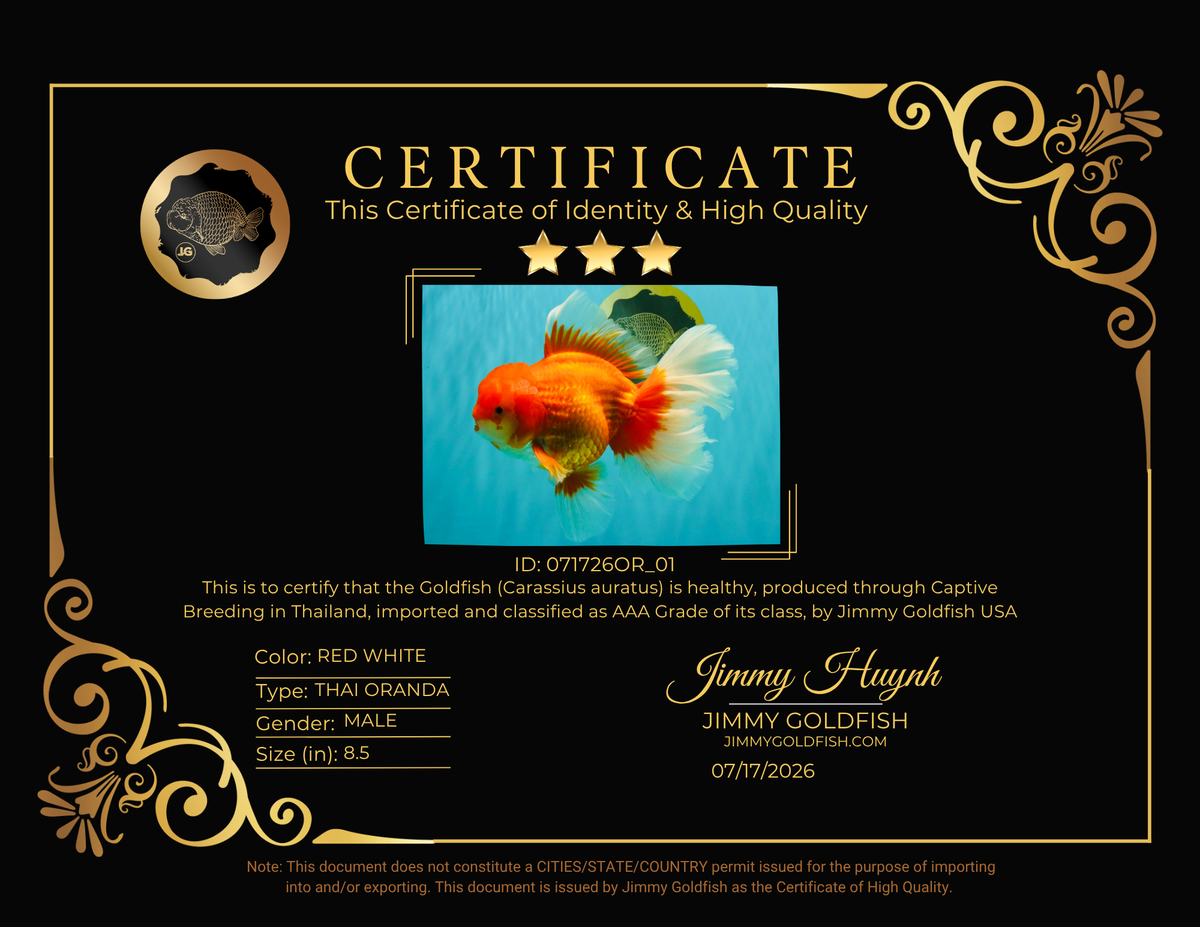 JUMBO AAA Grade Red White Oranda Male 8.5 inches #071726OR_01
