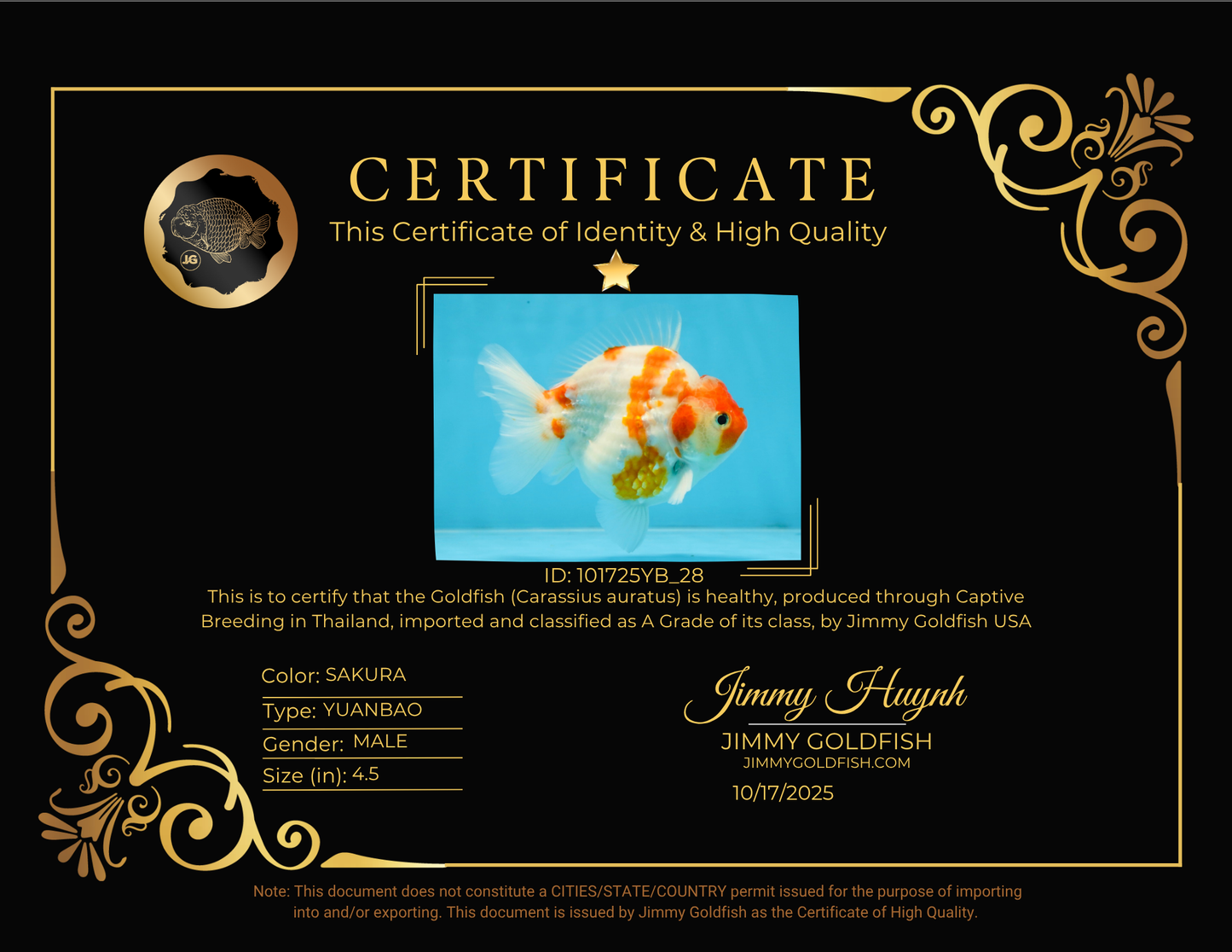 A Grade Young Godzilla Kohaku Sakura Yuanbao Male 4.5 inches #101725YB_28