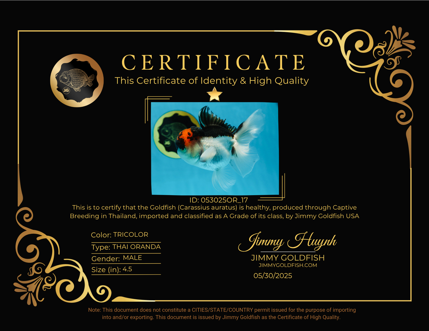 A Grade Tricolor Oranda Male 4.5 inches #053025OR_17