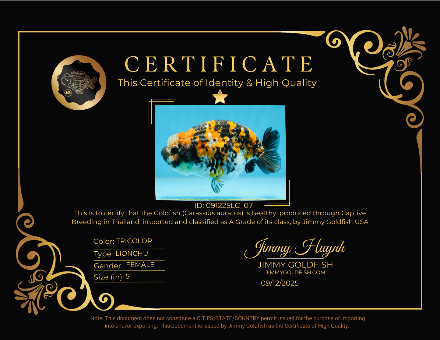 A Grade SUPER CUTE Tricolor Tiger LionQueen 5 inches #091225LC_07