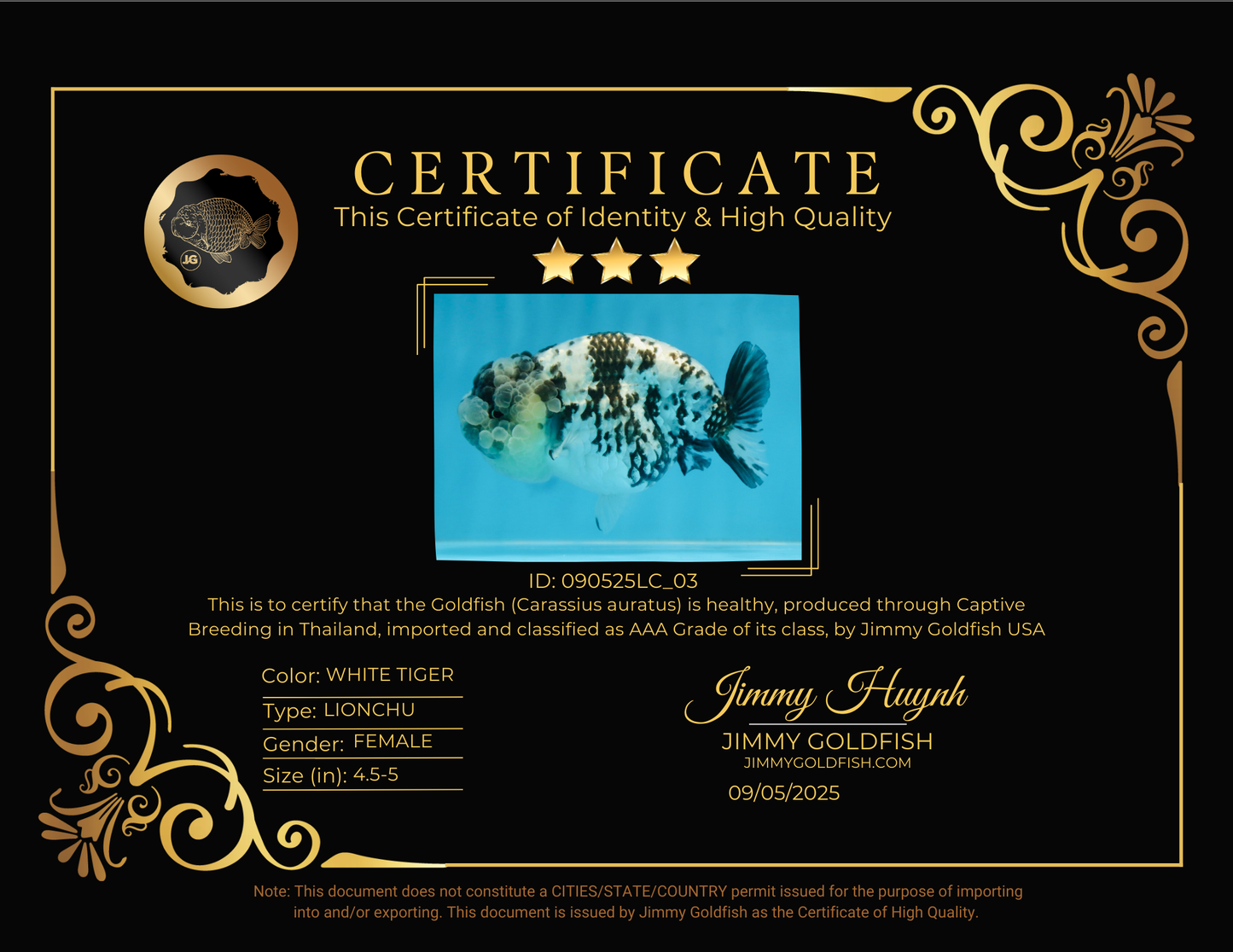 AAA Grade UNIQUE White Tiger LionQueen 4.5-5 inches #090525LC_03