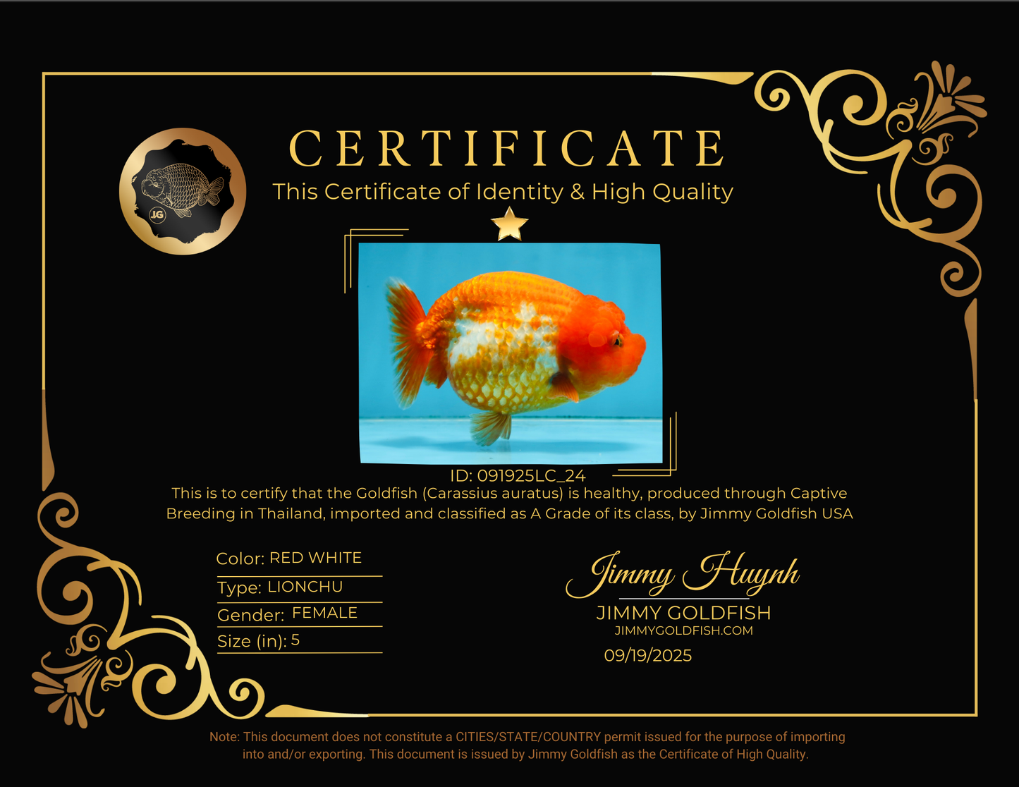 A Grade FLUFFY Red White LionQueen 5 inches #091925LC_24