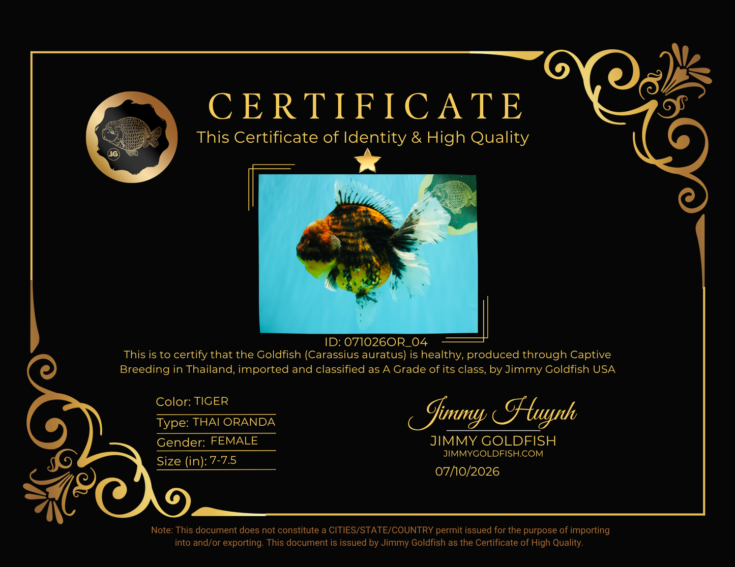 A Grade Tiger Oranda Female 7-7.5 inches #071026OR_04