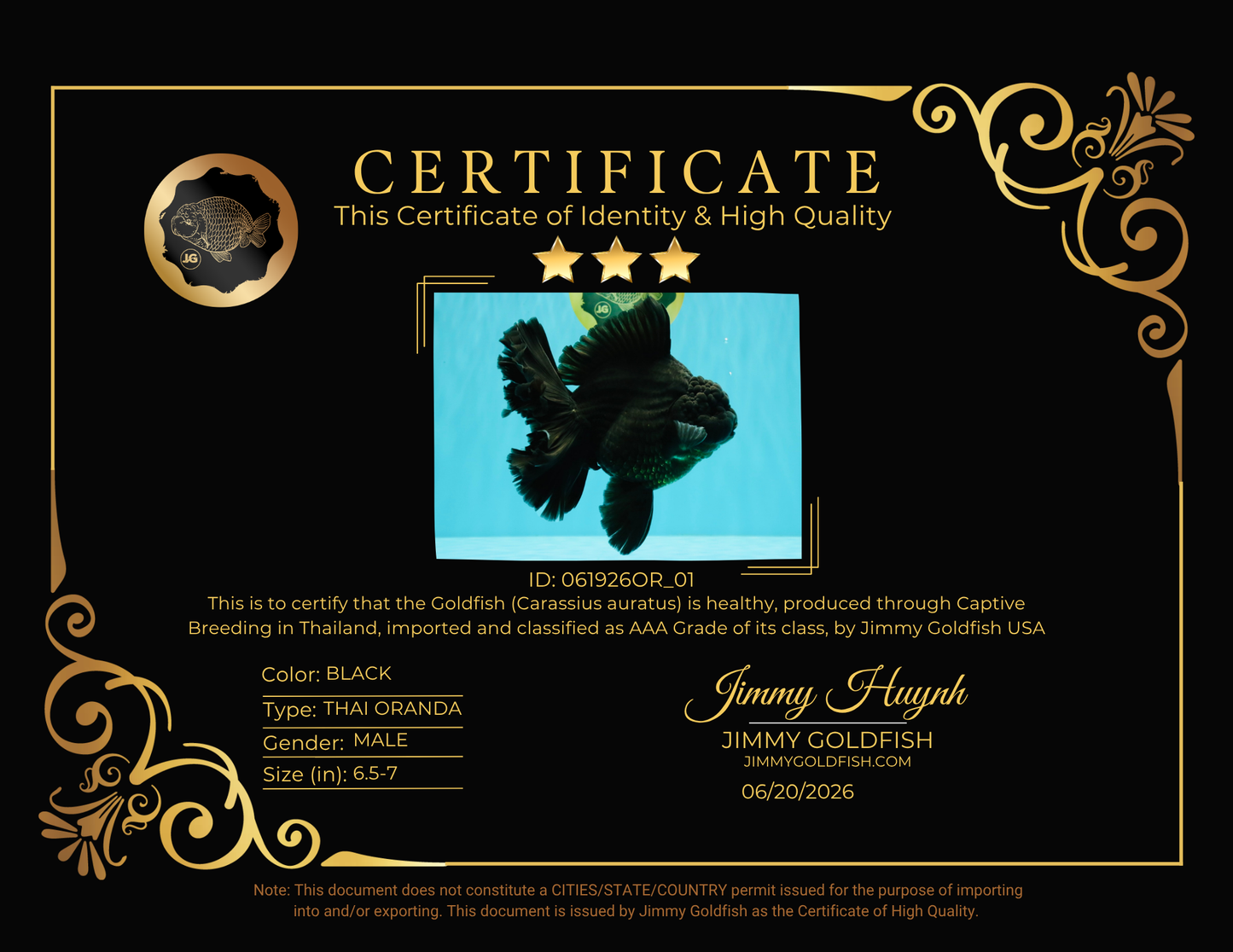 AAA Grade Super Godzilla Black Oranda Male 6.5-7 inches #061926OR_01