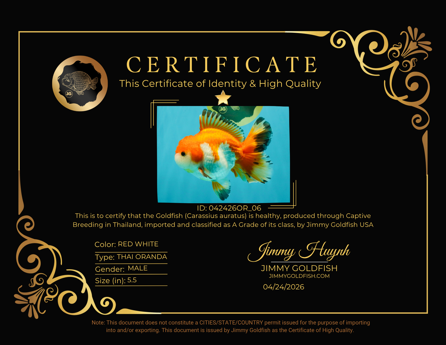 FLUFFY TAIL A Grade Red White Oranda Male 5.5 inches #042426OR_06