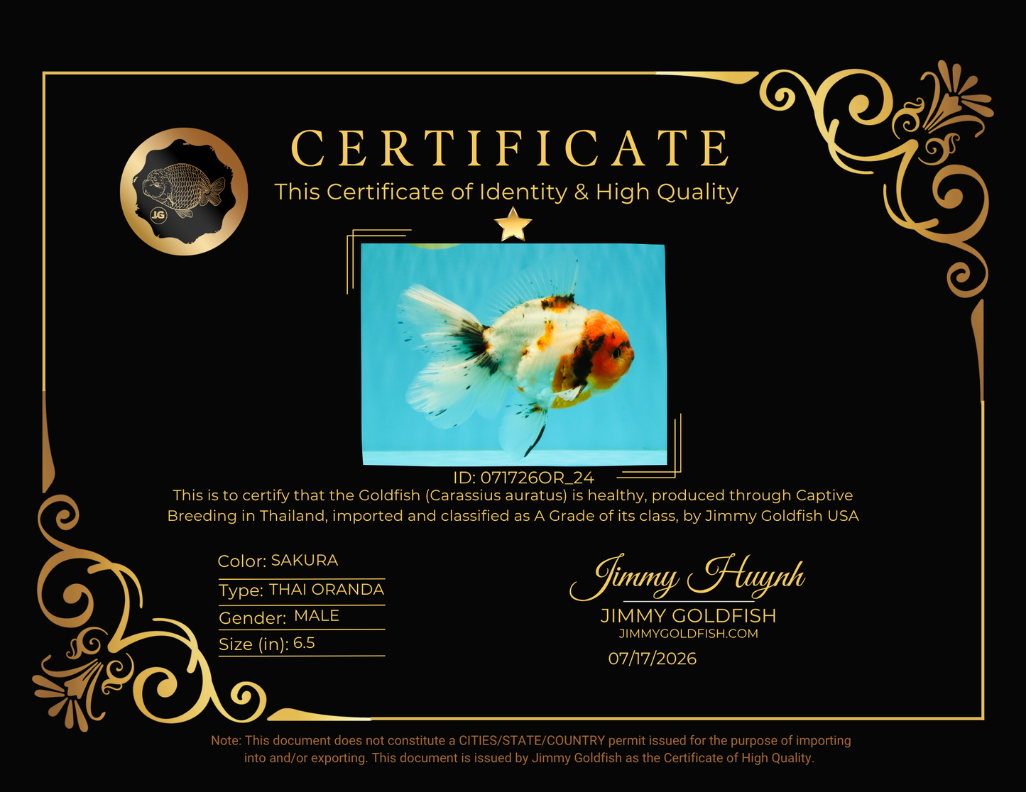 A Grade Sakura Oranda Male 6.5 inches #071726OR_24