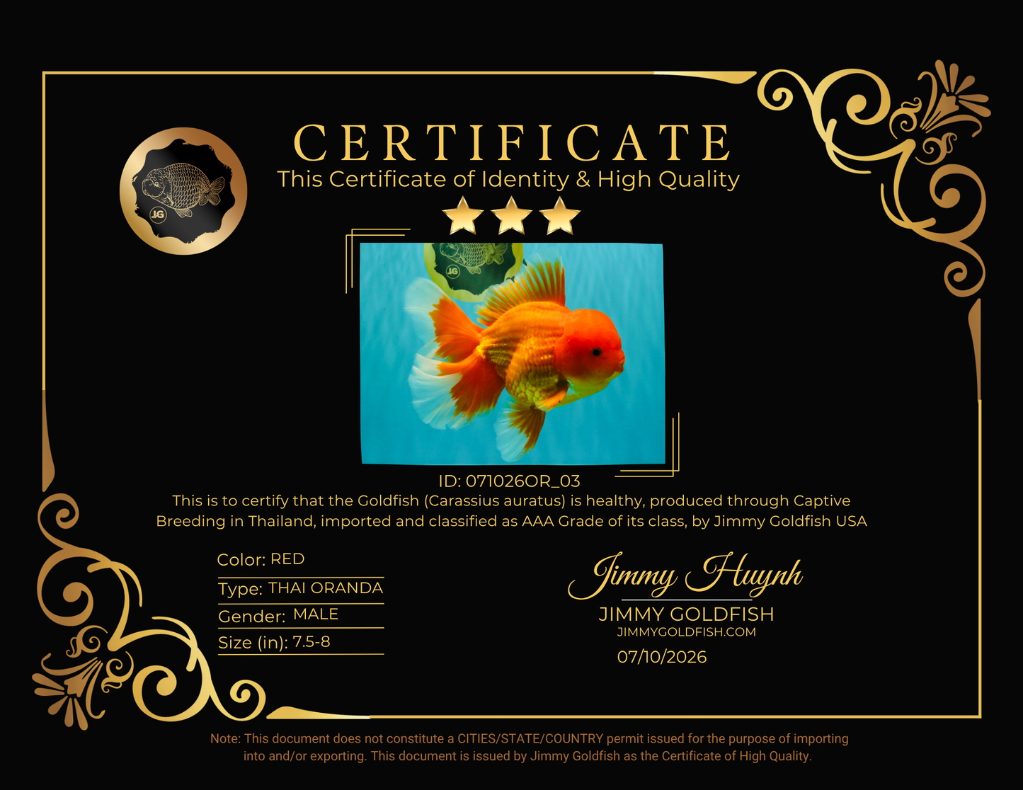 TOMATO AAA Grade Broadtail Red White Oranda Male 7.5-8 inches #071026OR_03
