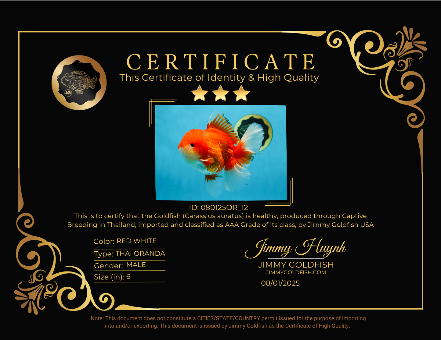 AAA Grade Red White Oranda Male 6 inches #080125OR_12