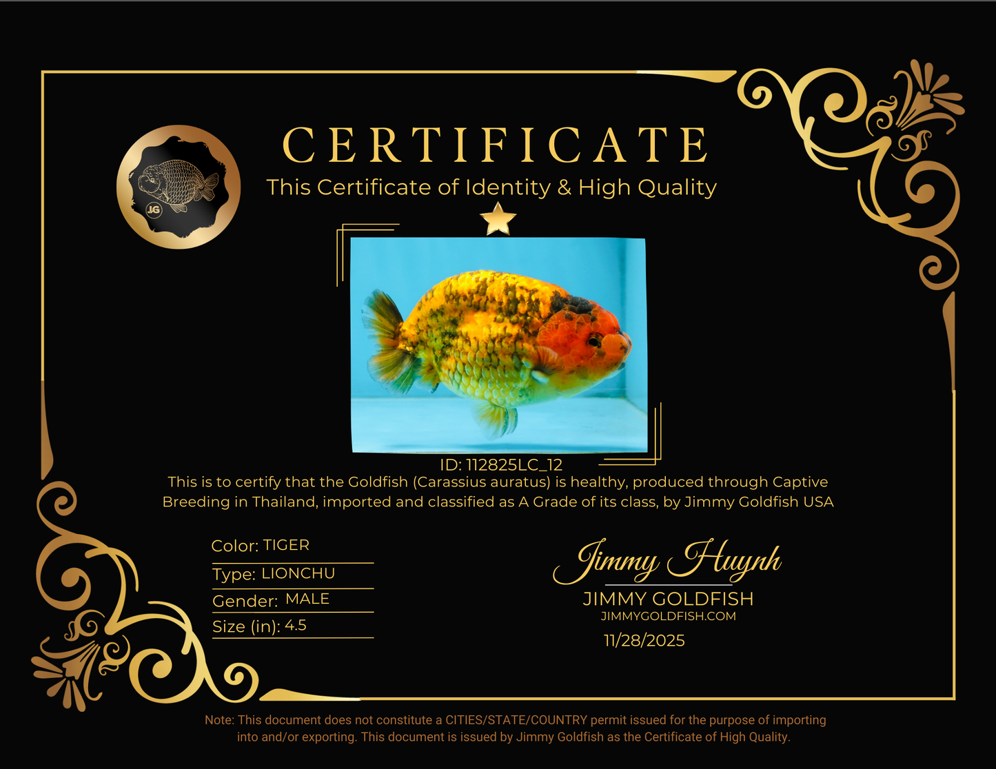 CHUBBY A Grade Tiger LionKing 4.5 inches #112825LC_12