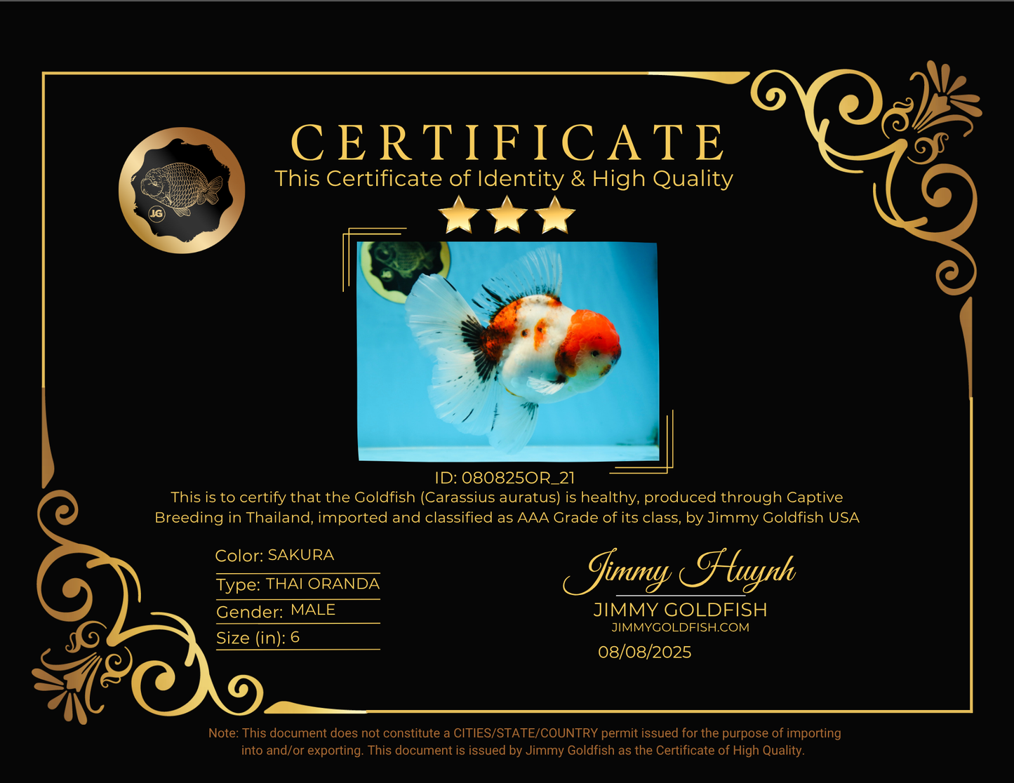 AAA Grade Young Godzilla Sakura Oranda Male 6 inches #080825OR_21