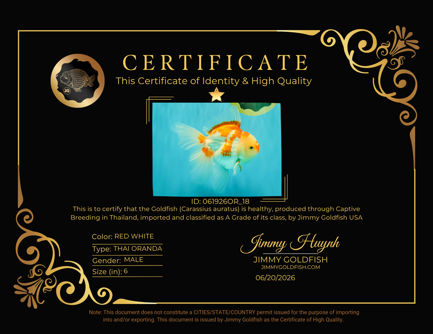 A Grade Red White Oranda Male 6 inches #061926OR_18