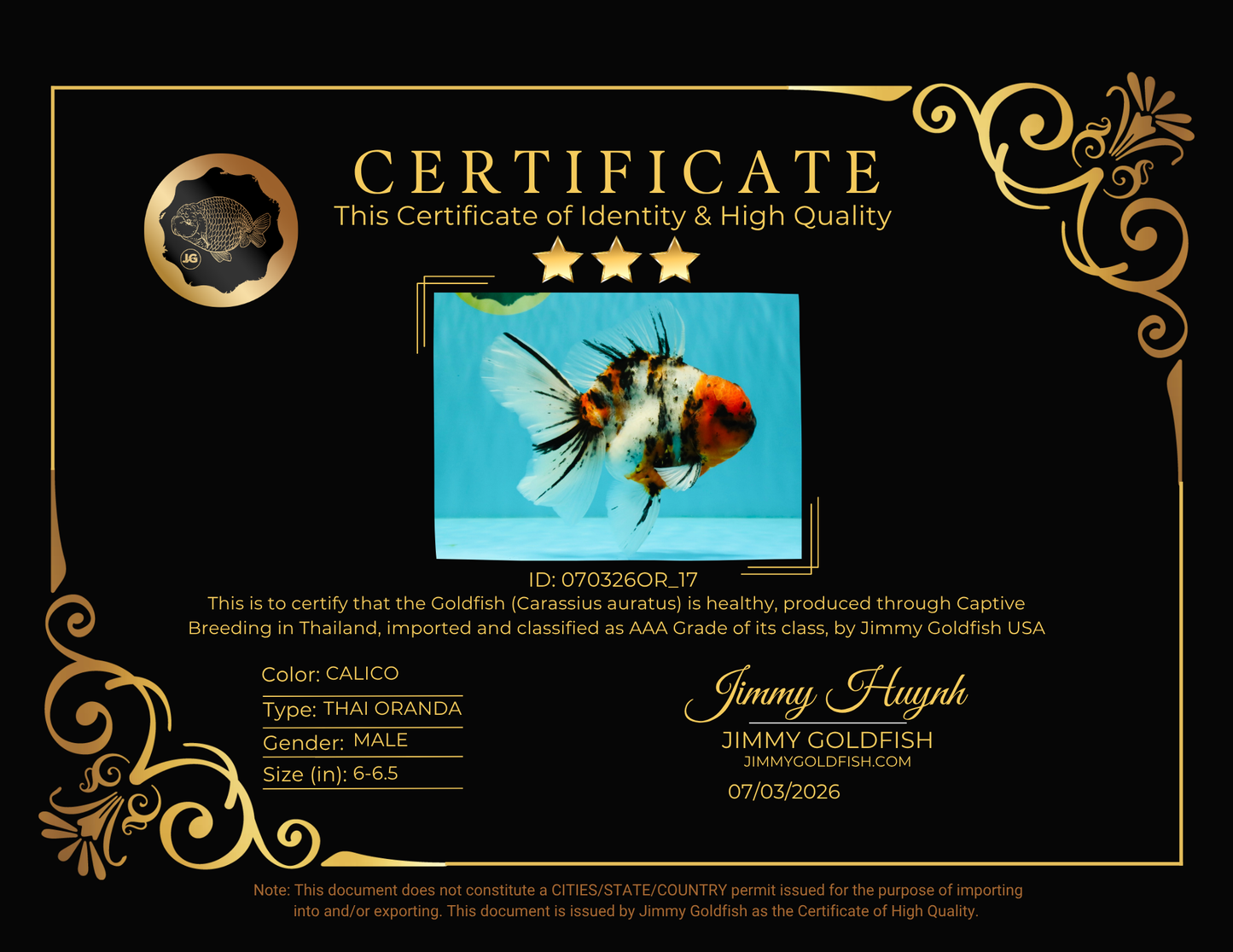 CHUNKY AAA Grade Calico Oranda Male 6-6.5 inches #070326OR_17