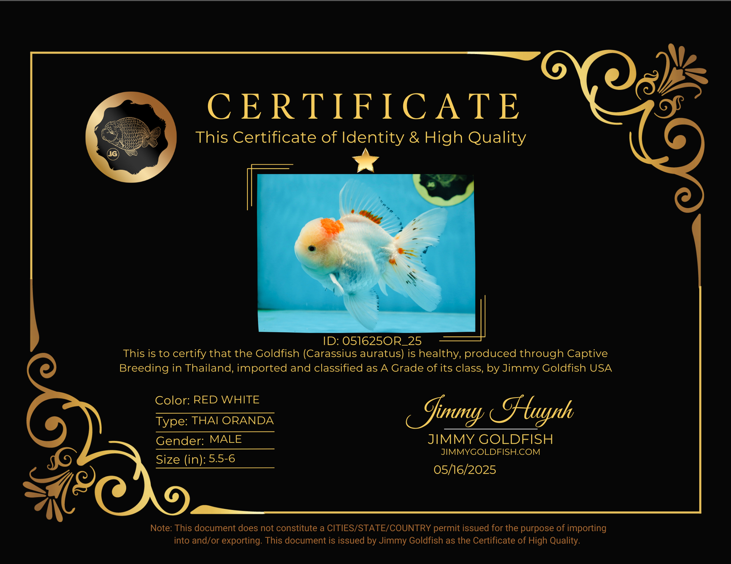 A Grade STUNNING Red White Oranda Male 5.5-6  inches #051625OR_25