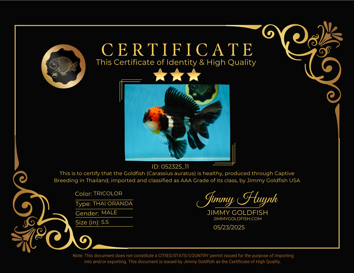 AAA Grade Tricolor Oranda Male 5.5 inches #052325_11