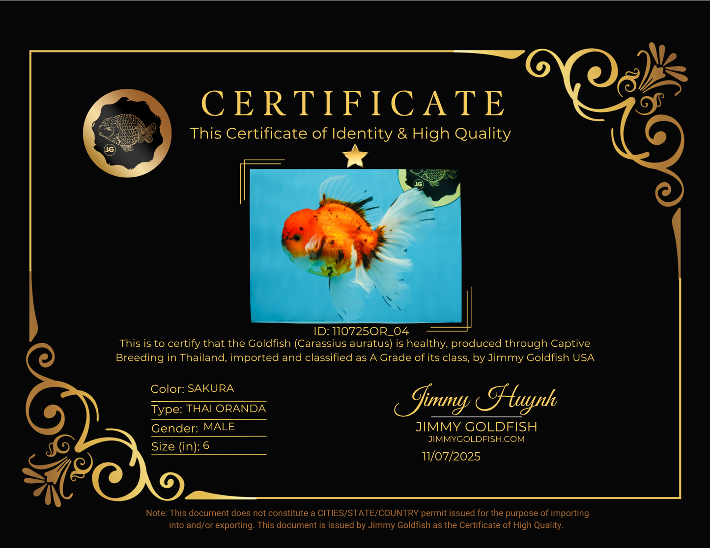 A Grade Sakura Oranda Male 6 inches #110725OR_04