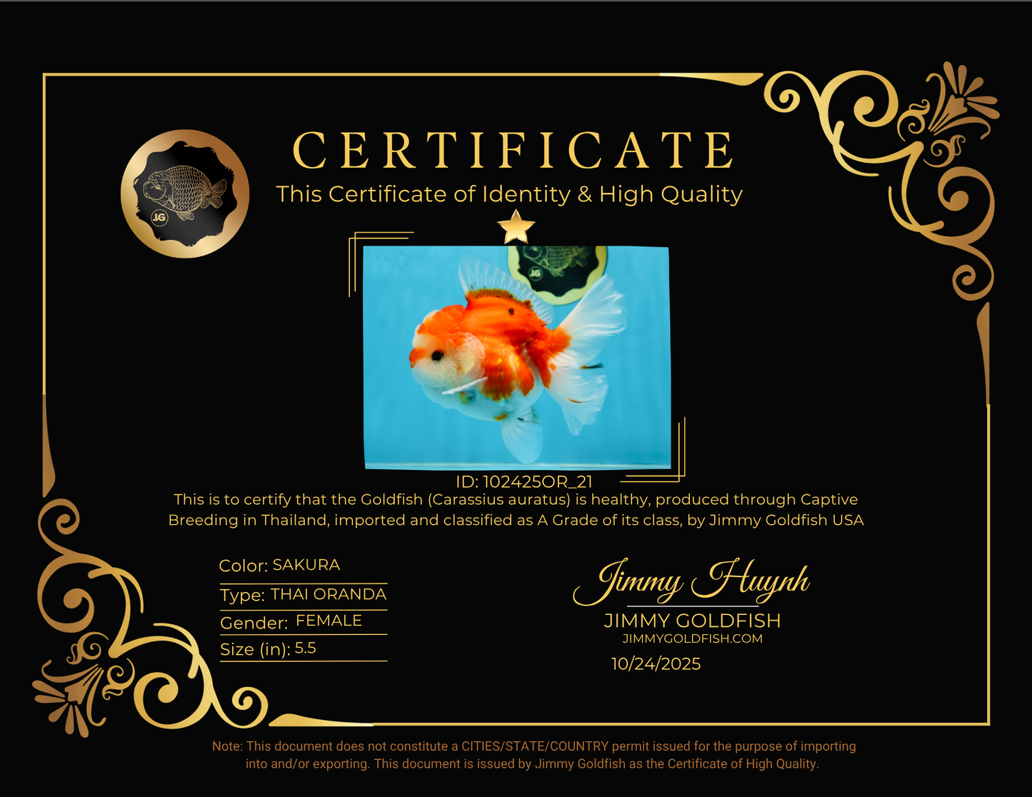 SUPER CUTE A Grade Sakura Oranda Female 5.5 inches #102425OR_21