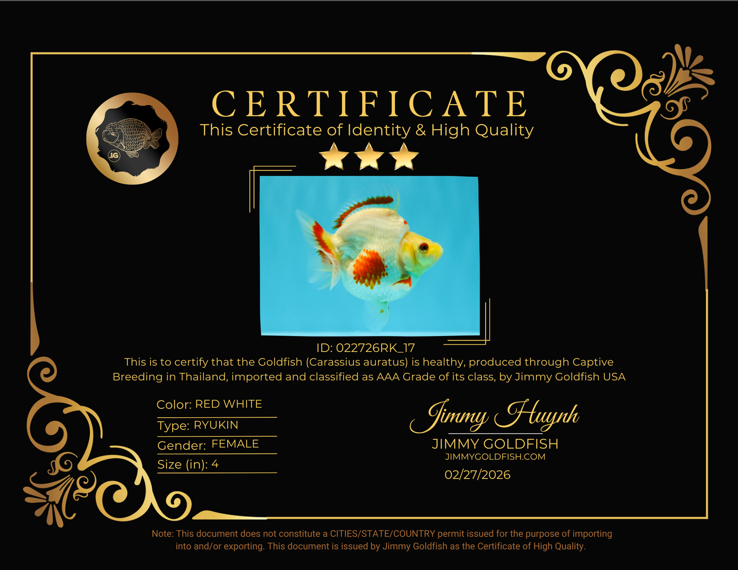 AAA Grade Red White Ryukin Female 4 inches #022726RK_17