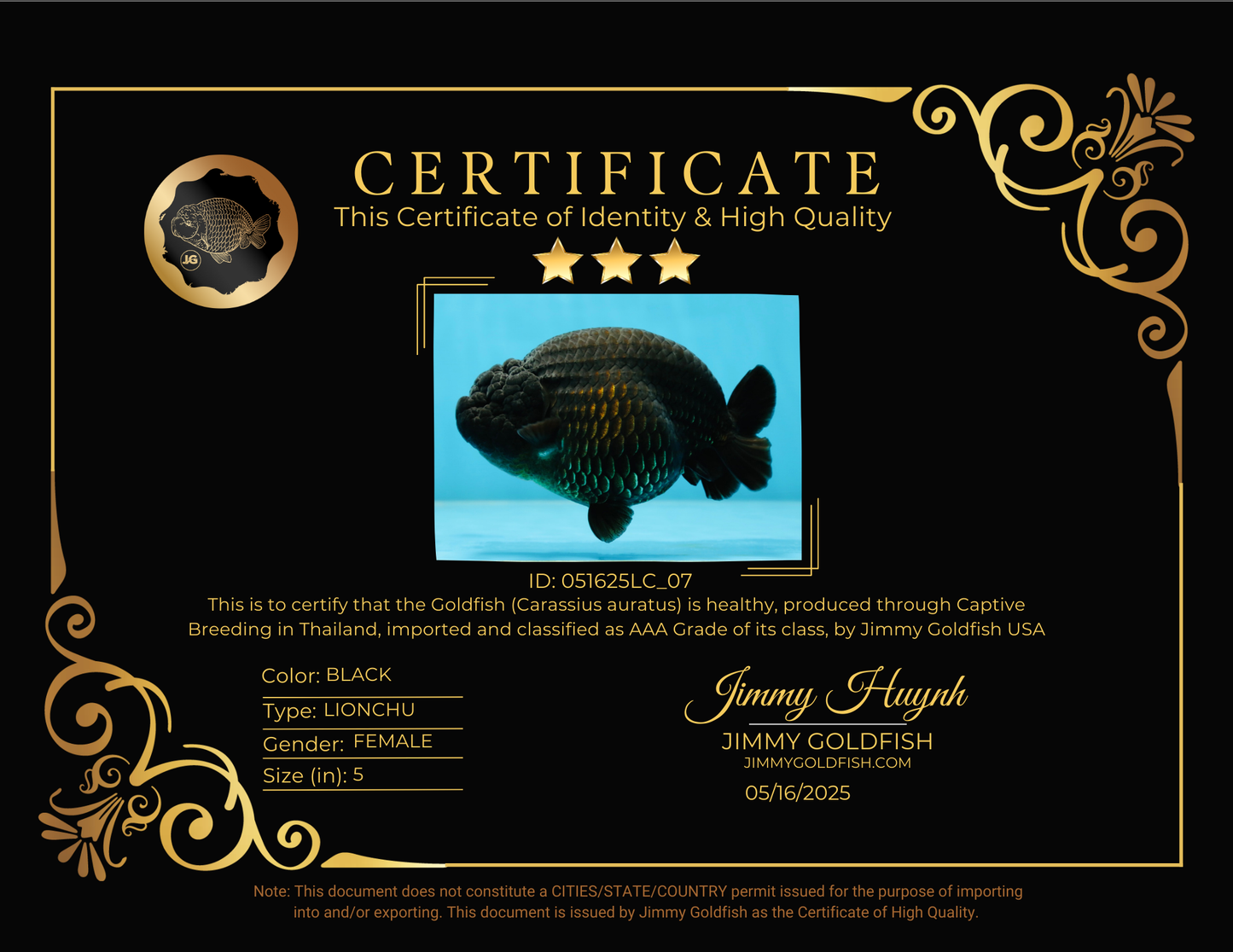 AAA Grade RARE Strong Body Structure Godzilla Black LionQueen 5 inches #051625LC_07