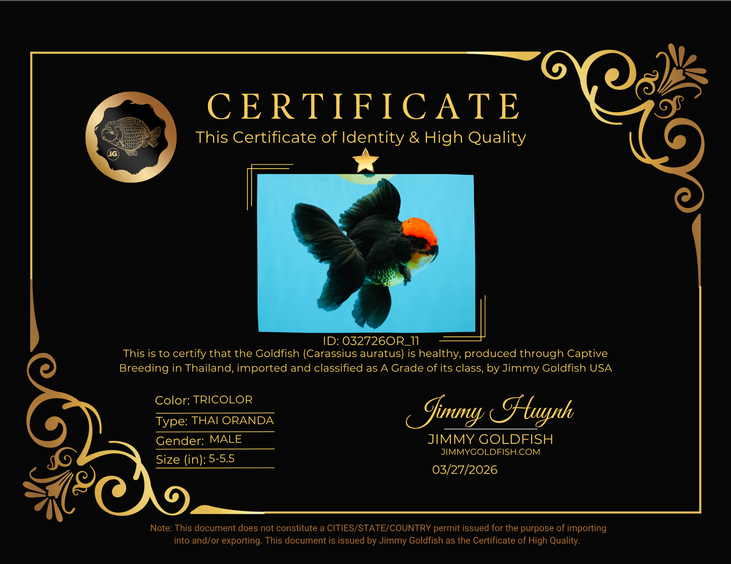 MUSTACHE A Grade Tricolor Oranda Male 5-5.5 inches #032726OR_11