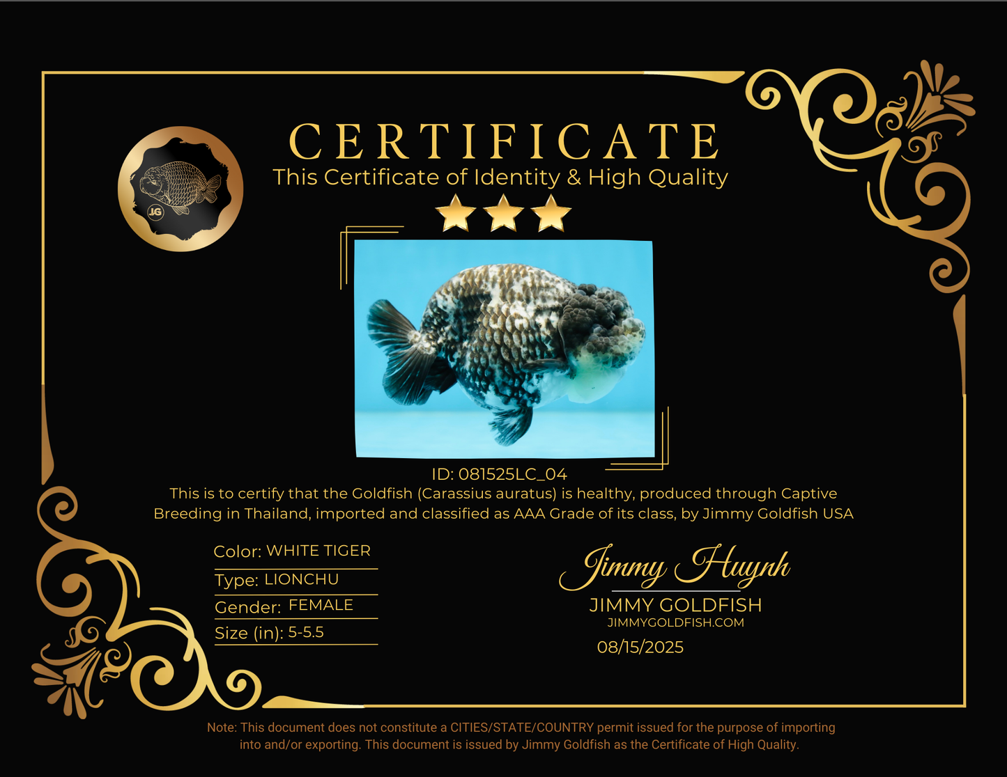 AAA Grade White Tiger LionQueen 5-5.5 inches #081525LC_04