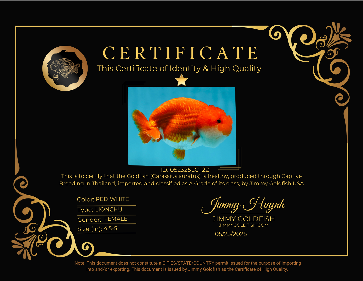 A Grade Red White LionQueen 4.5-5 inches #052325LC_22