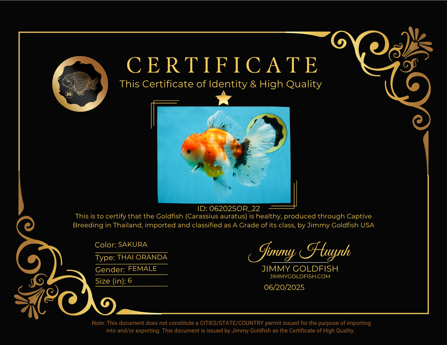 A Grade Flowy Sakura Oranda Female 6 inches #062025OR_22