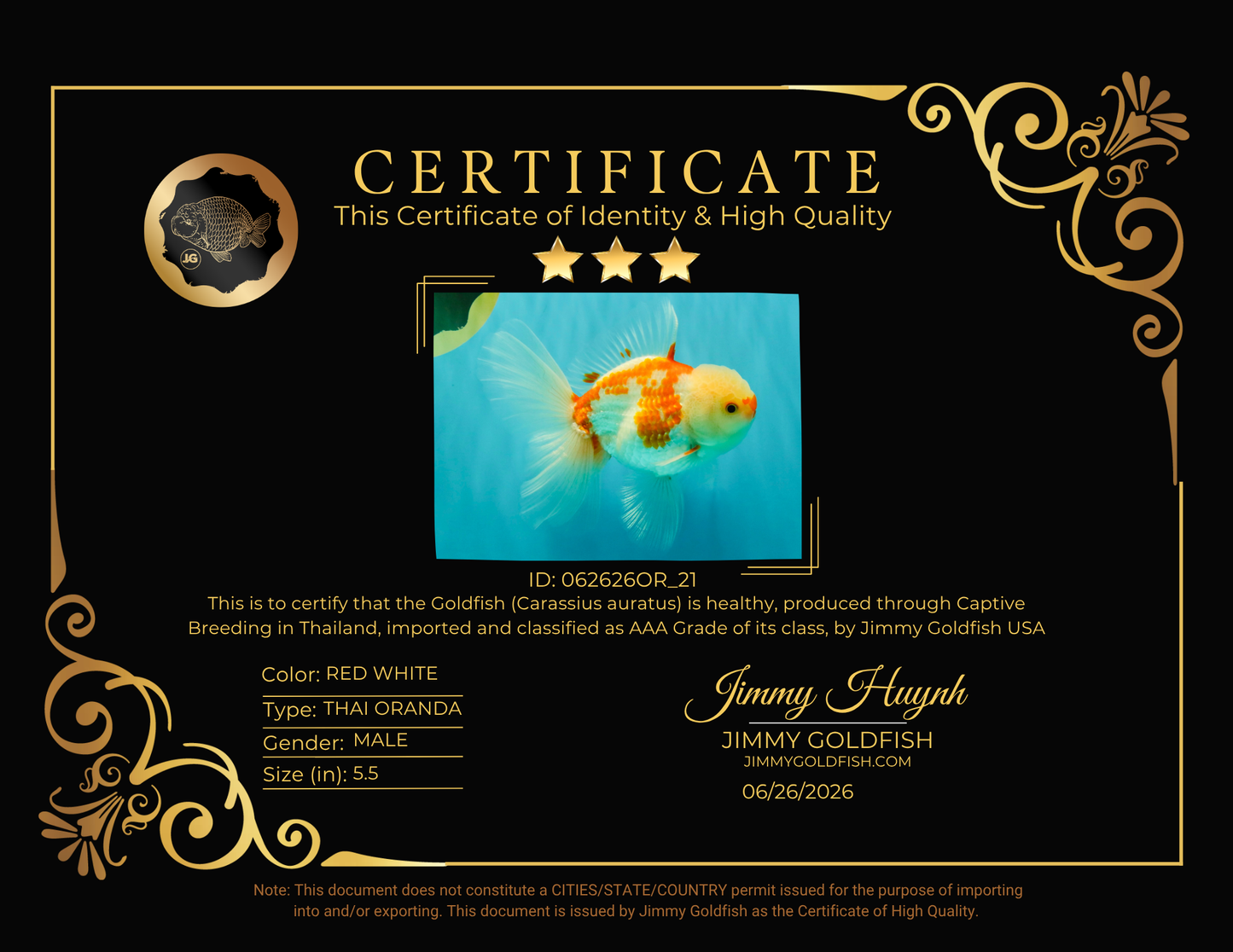 AAA Grade Red White Oranda Male 5.5 inches #062626OR_21