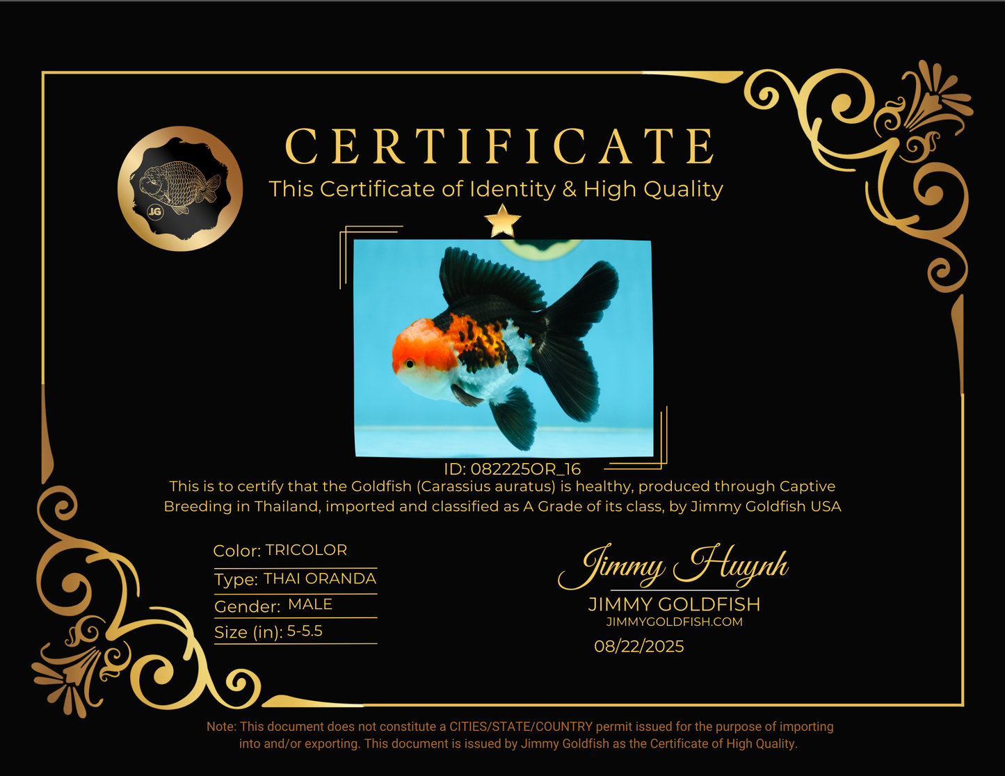 ADORABLE A Grade Tricolor Oranda Male 5-5.5 inches #082225OR_16