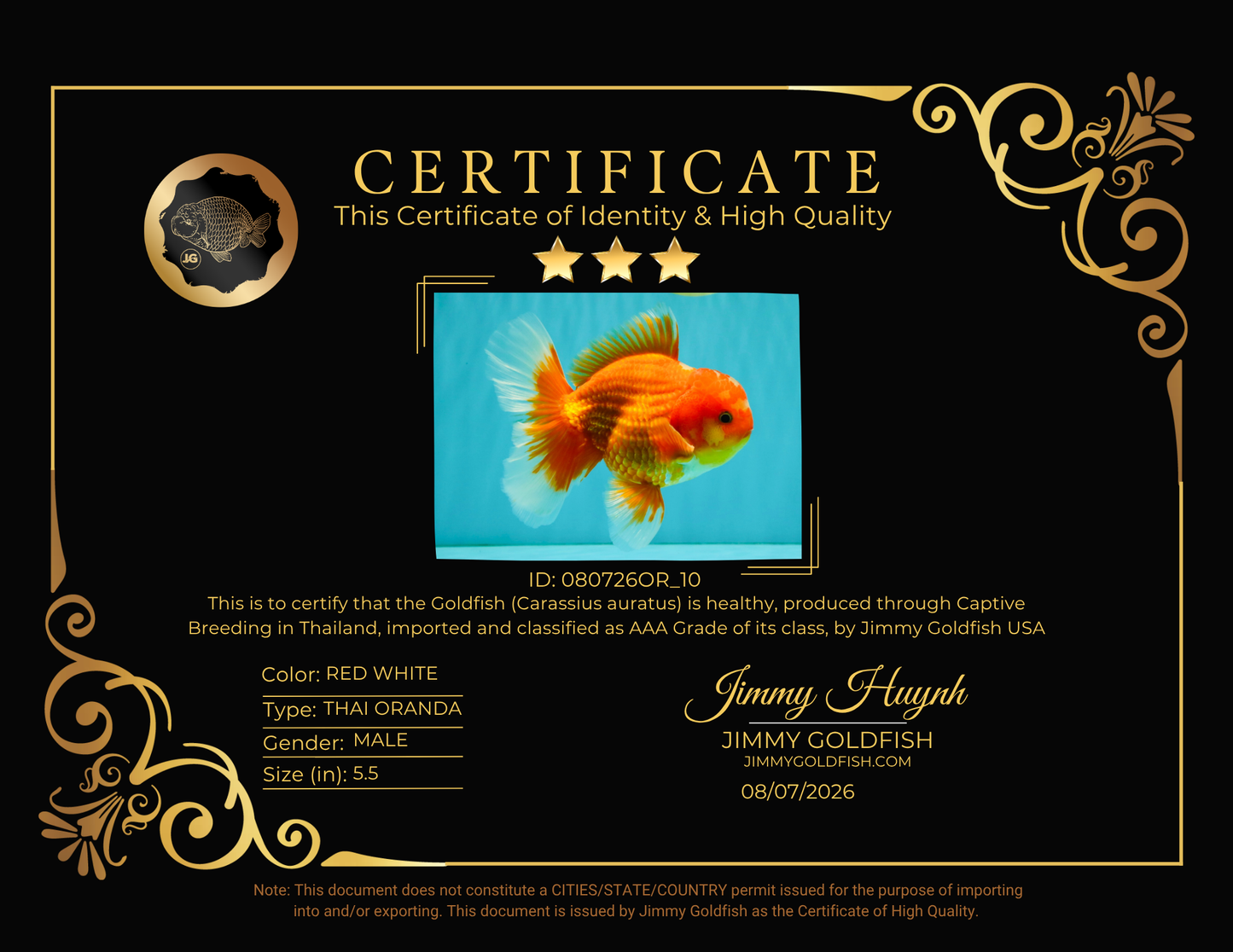 AAA Grade Red White Oranda Male 5.5 inches #080726OR_10