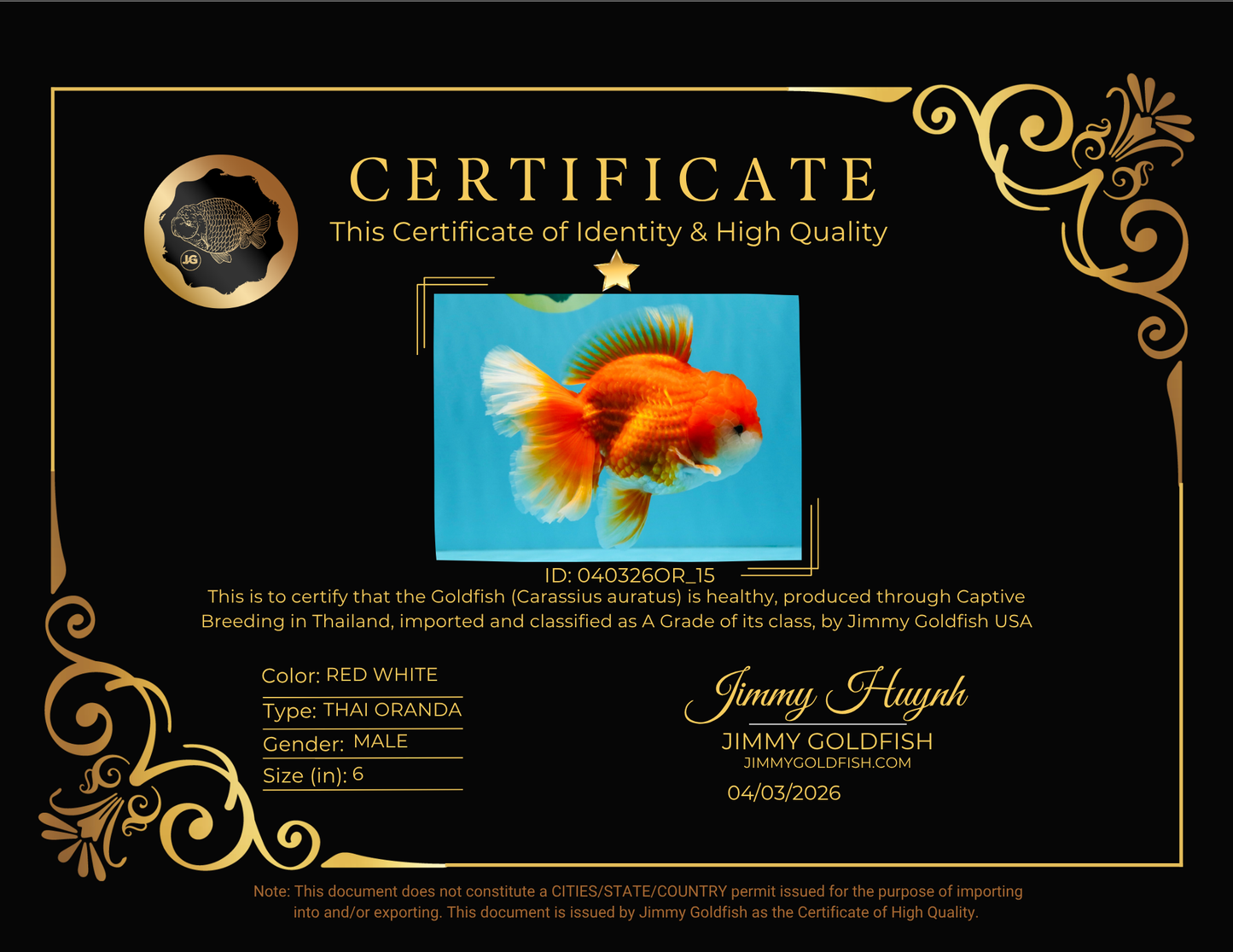 CHUNKY A Grade Red White Oranda Male 6 inches #040326OR_15