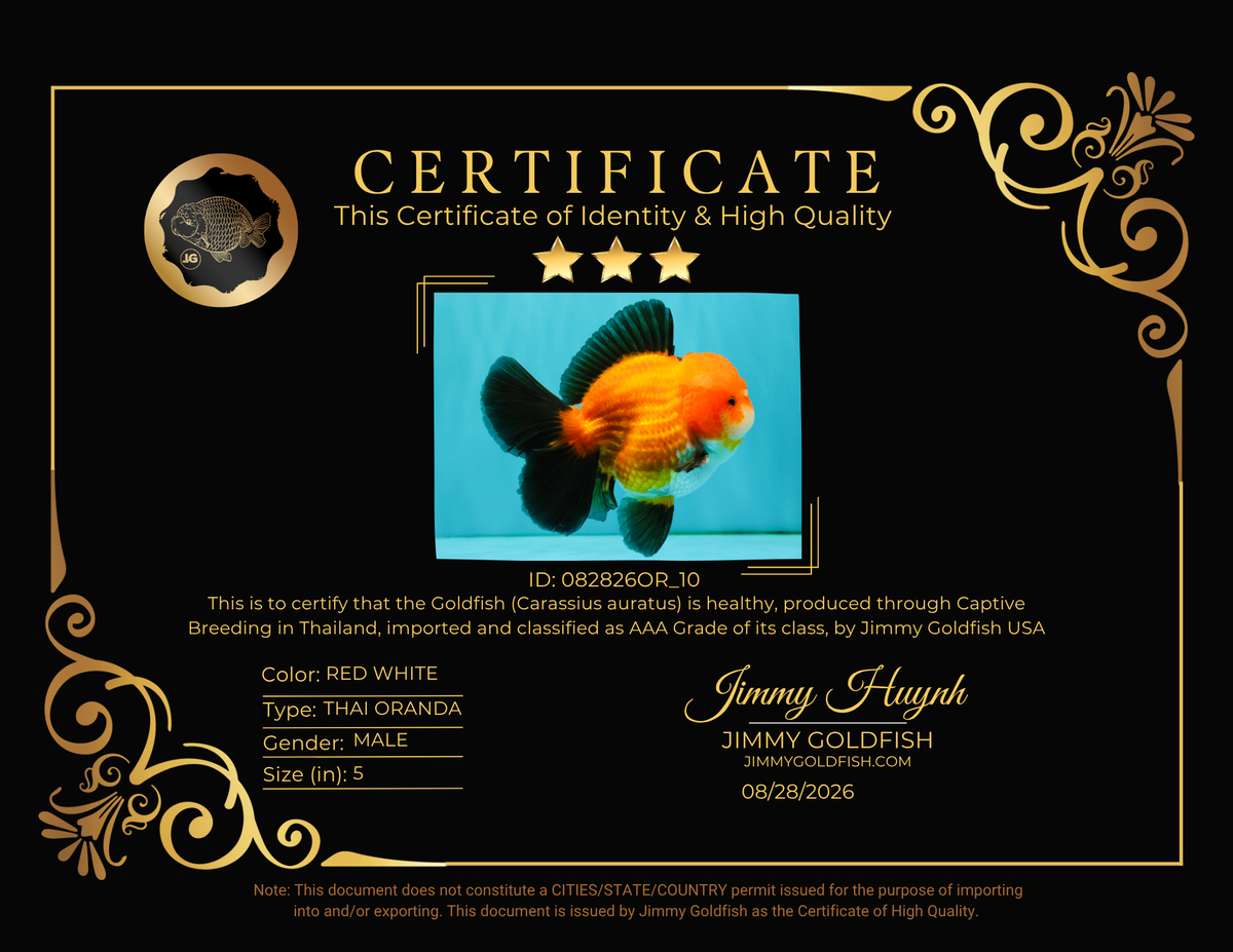 CHUBBY AAA Grade Apache Oranda Male 5 inches #082826OR_10