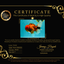 CHARLIE A Grade Tiger Oranda Male 7 inches #100926OR_10