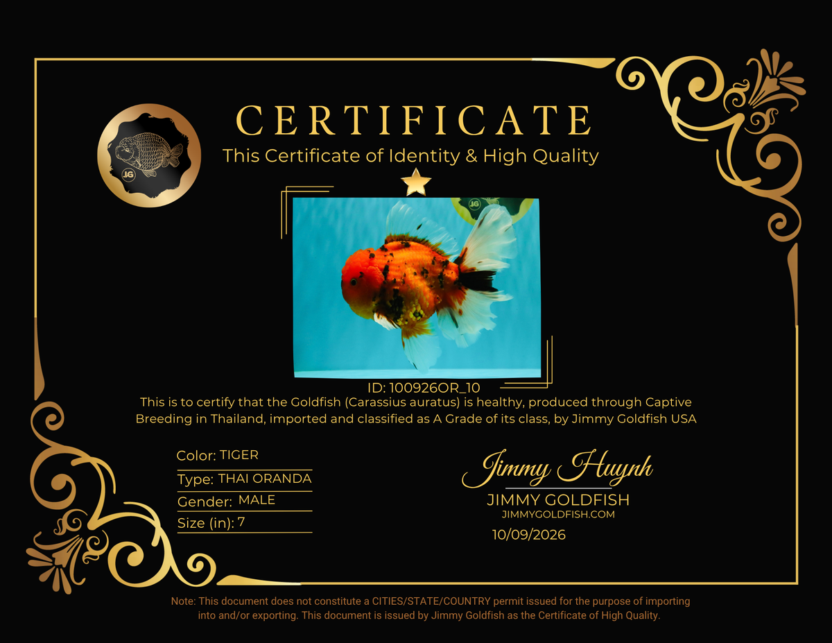 CHARLIE A Grade Tiger Oranda Male 7 inches #100926OR_10